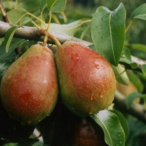 Birne 'Eckehard'®